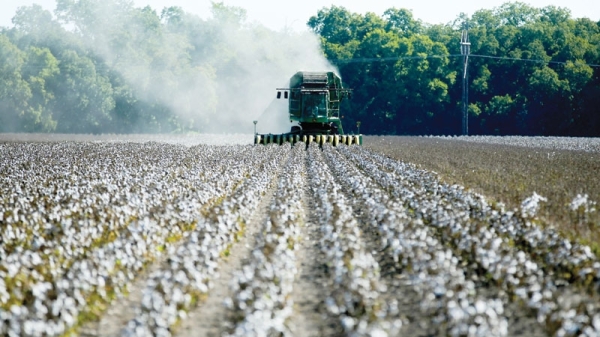 Drought decimates Texas’ key cotton crop