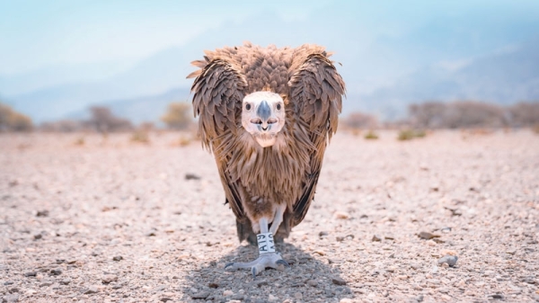 Important steps to conserving endangered vulture species in Oman