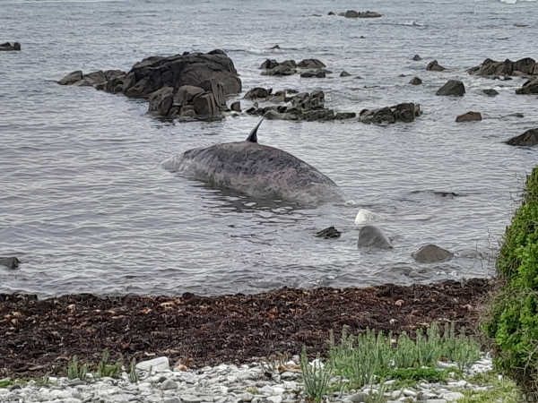 230 pilot whales stranded in Australia 8 230 pilot whales stranded in Australia