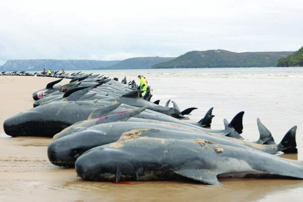 Rescuers race to save stranded whales