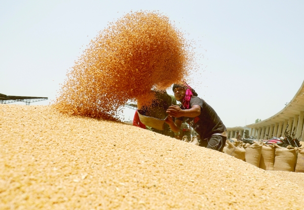 Oman to target new markets for wheat imports 8 Oman to target new markets for wheat imports