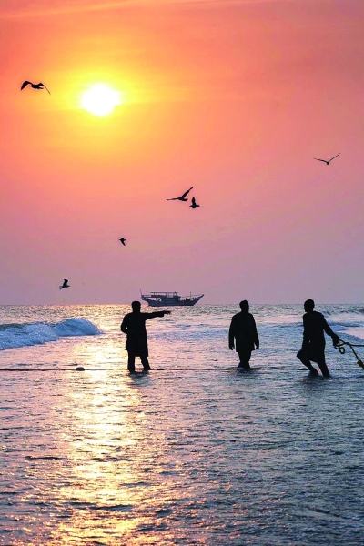 Understanding the charm and importance of the sardine season