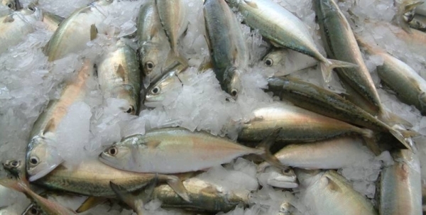 RO 35m the value of insured Omani export sales to UAE