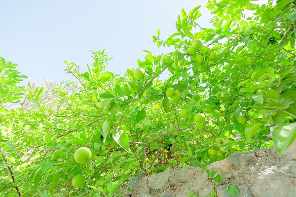 Al Hajar villages have rare pomelo