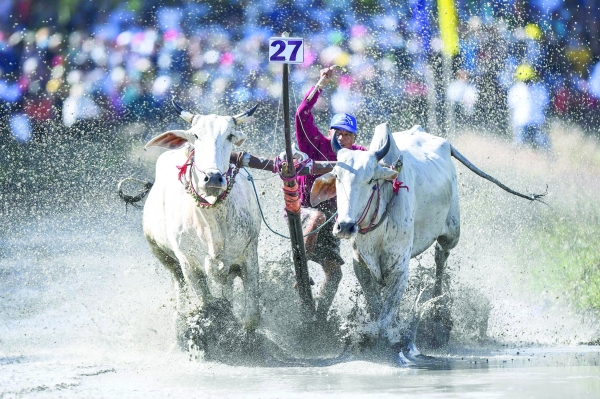 Vietnam's oxen race in muddy festival