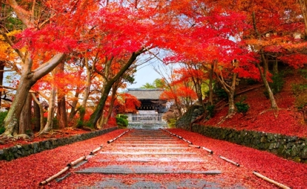 Japan welcomes international visitors from October 11