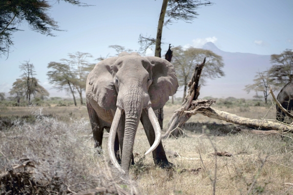 Drought is killing Kenya’s endangered wildlife