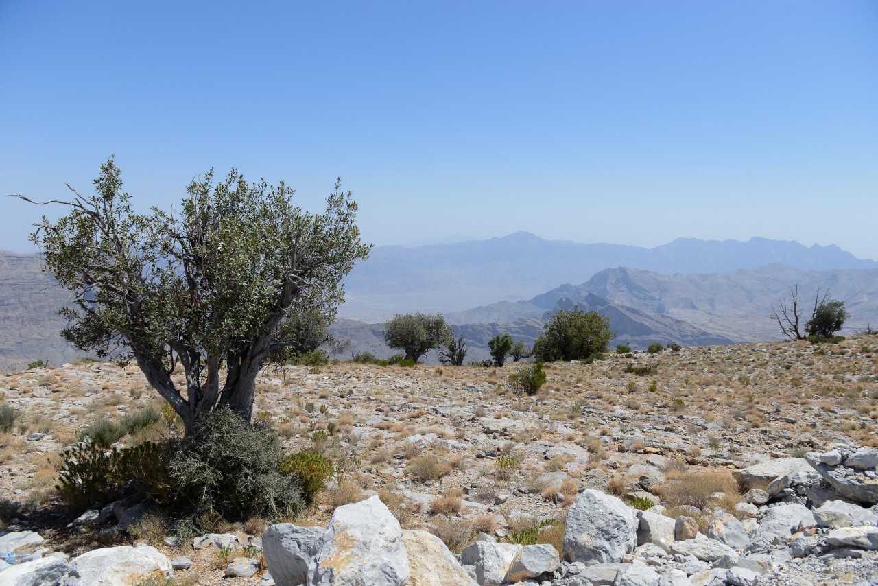 سلطنة عمان تشارك دول العالم غدًا الاحتفال باليوم الدولي لنقاوة الهواء 5 63171400188ae