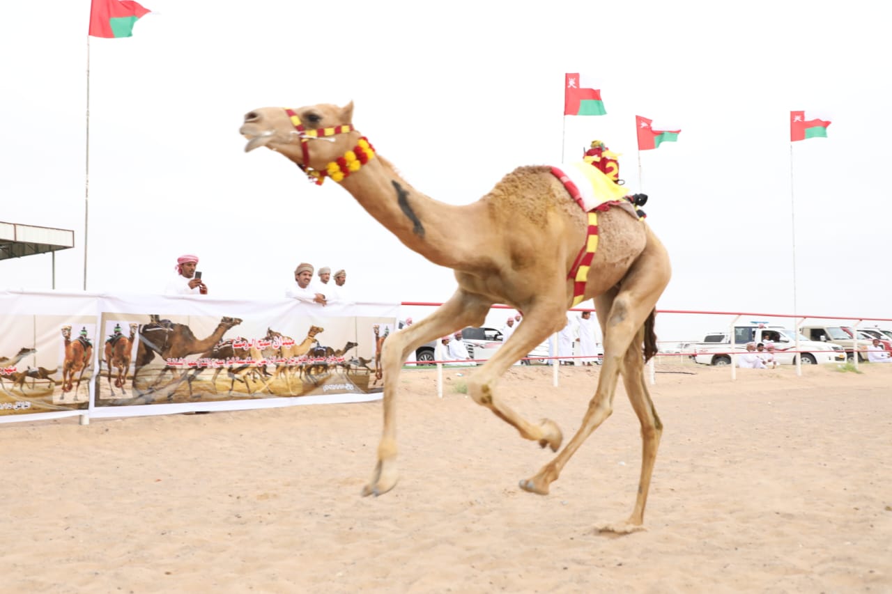 14 شوطًا في سباق الهجن بولاية جعلان بني بوعلي