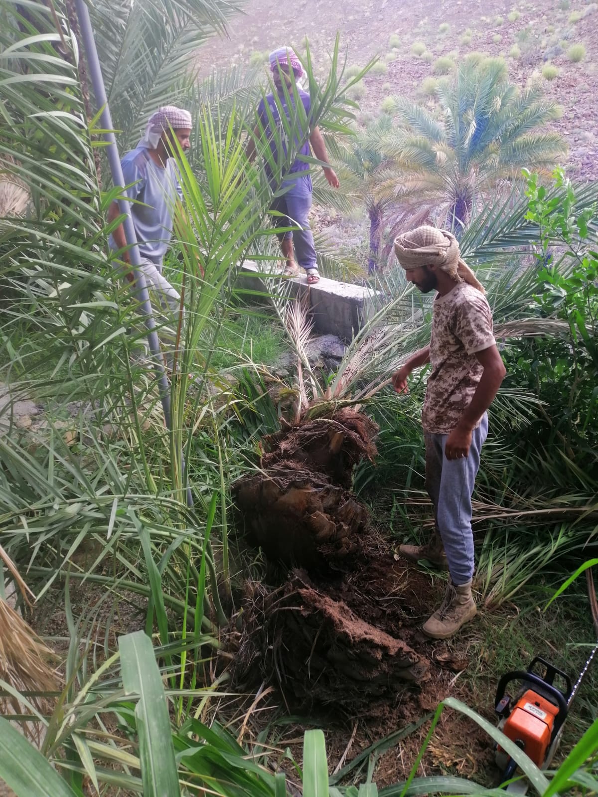 علاج أكثر من 10 آلاف نخلة مصابة بسوسة النخيل حتى يوليو الماضي بمحافظة الظاهرة