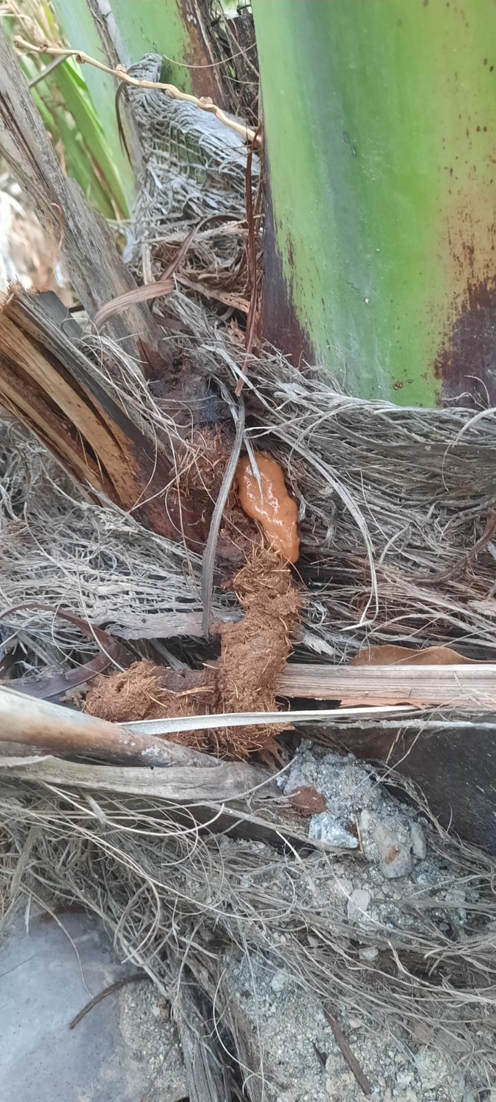 علاج أكثر من 10 آلاف نخلة مصابة بسوسة النخيل حتى يوليو الماضي بمحافظة الظاهرة 2 6326c2cec5f30