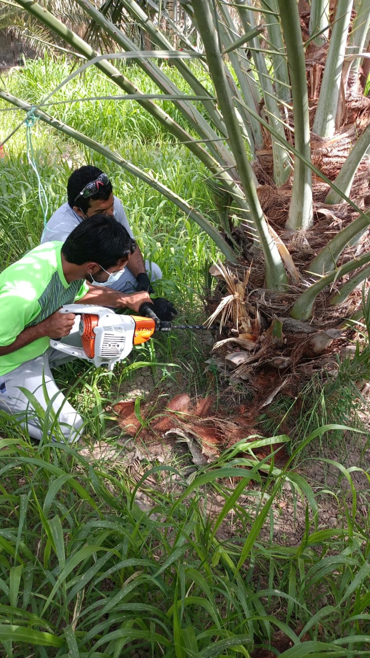 علاج أكثر من 10 آلاف نخلة مصابة بسوسة النخيل حتى يوليو الماضي بمحافظة الظاهرة 3 6326c2cec76c7