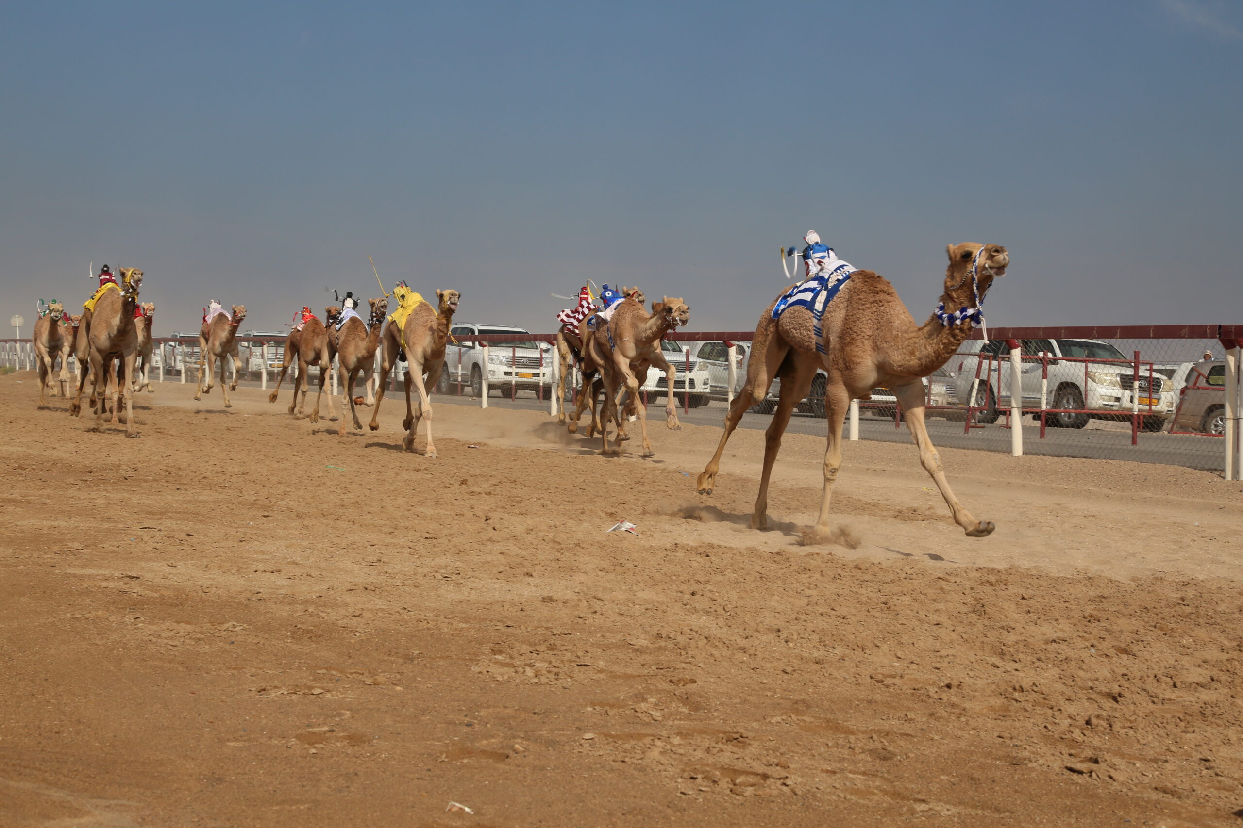 الأربعاء المقبل.. انطلاق منافسات المحطة الأولى من مهرجان سباقات الهجن