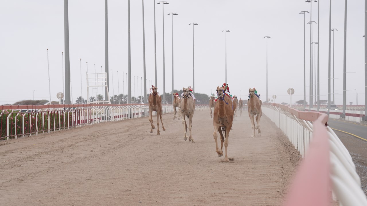 ختام سباق الهجن الأهلية بولاية أدم