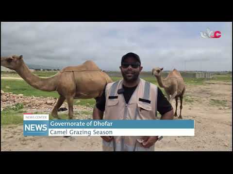 Camel grazing season in governorate of Dhofar