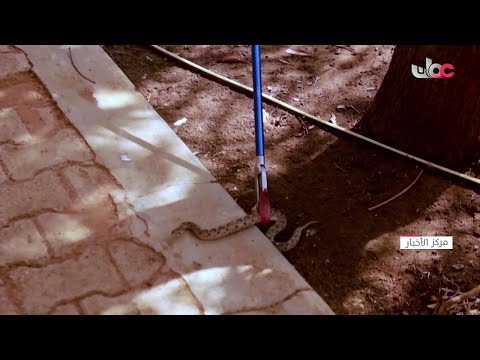 الأفاعي والعقارب تهدد حياة سكان ضفاف النيل في السودان بعد الفيضانات في أغسطس الماضي