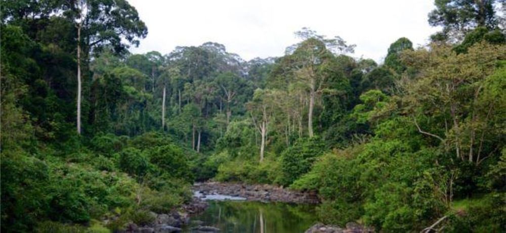 إندونيسيا أكثر دولة تفقد غابات استوائية