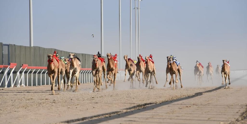28 سبتمبر الجاري.. انطلاق منافسات المهرجان السنوي لسباقات الهجن الأهلية العشرين