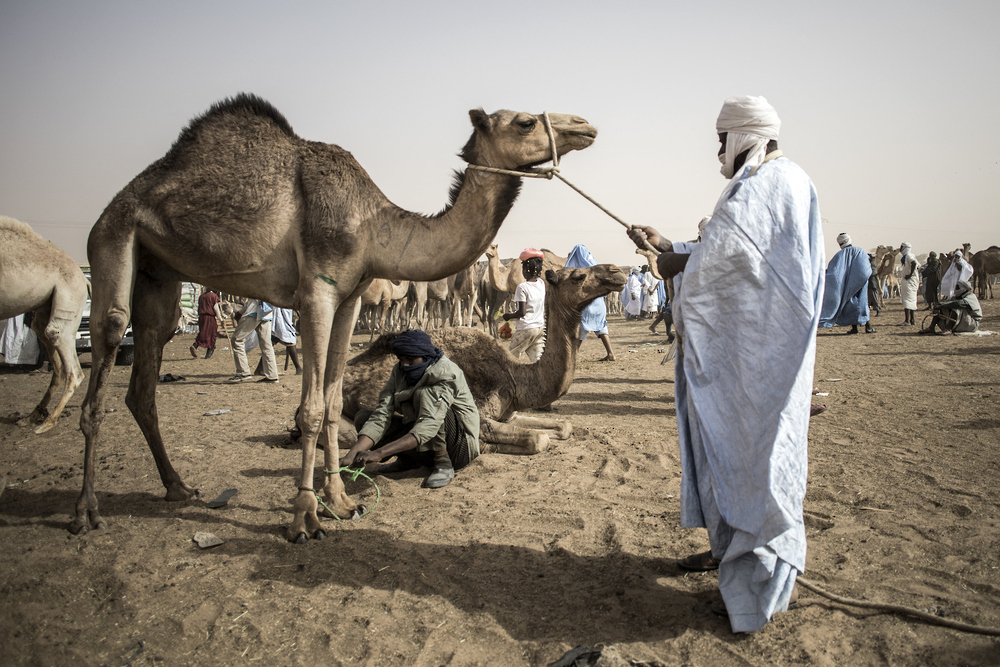 ارتفاع الوفيات في موريتانيا جراء حمى الوادي المتصدع وحمى الكونغو