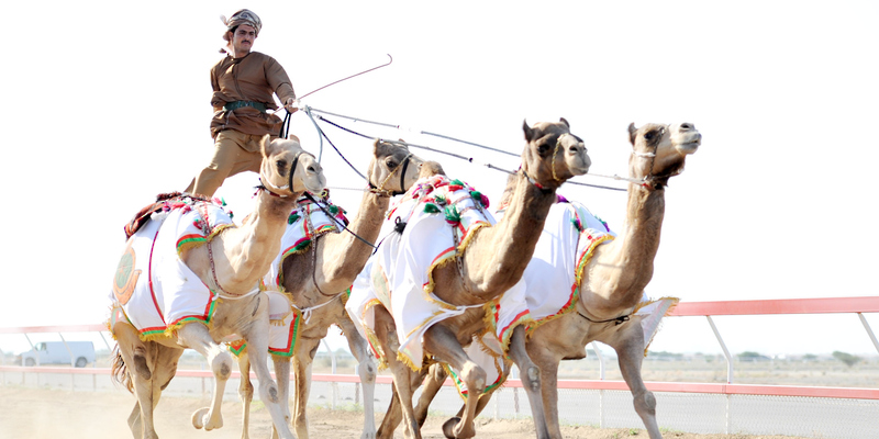 الهجن تراثٌ خالدٌ