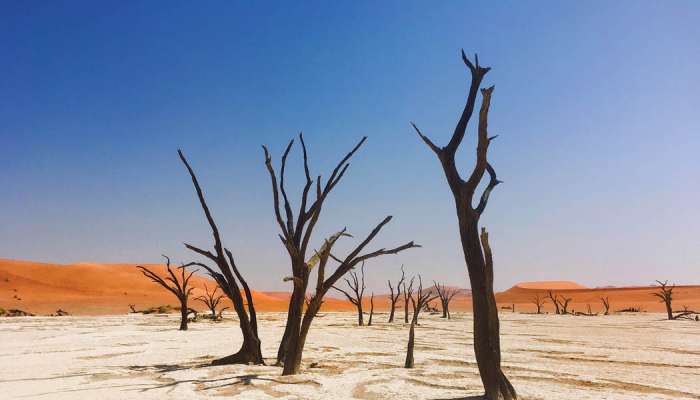 Climate change causing trees to become gluttons