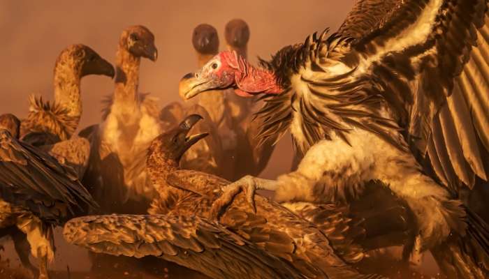 Kuwaiti photographer wins first place in international Montphoto contest