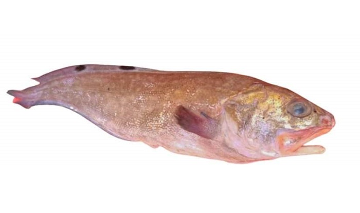 New species of fish documented in Oman
