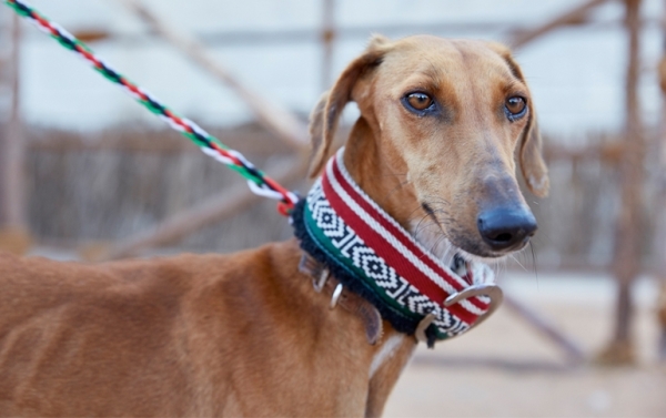 Animal lovers in public places advised to follow guidelines issued by Muscat Municipality