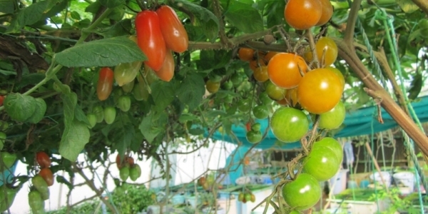 SQU succeeds in producing Asian seabass, cherry tomatoes in aquaponics system