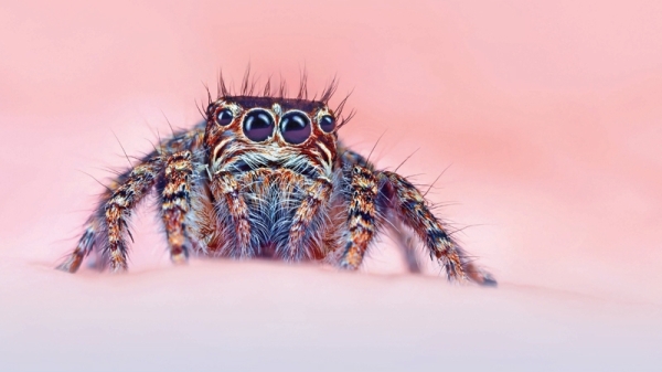 Zooming in to see the beauty of small creatures