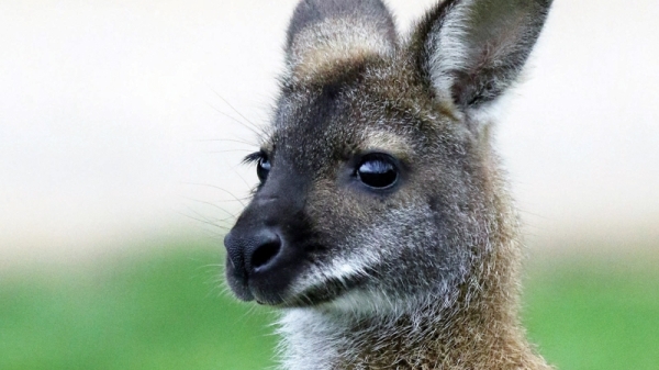Australia lists small wallaby among new endangered species