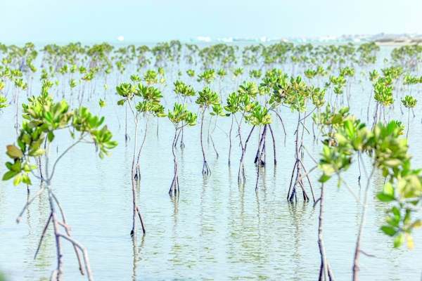 Egypt replants mangroves to fight climate change impacts