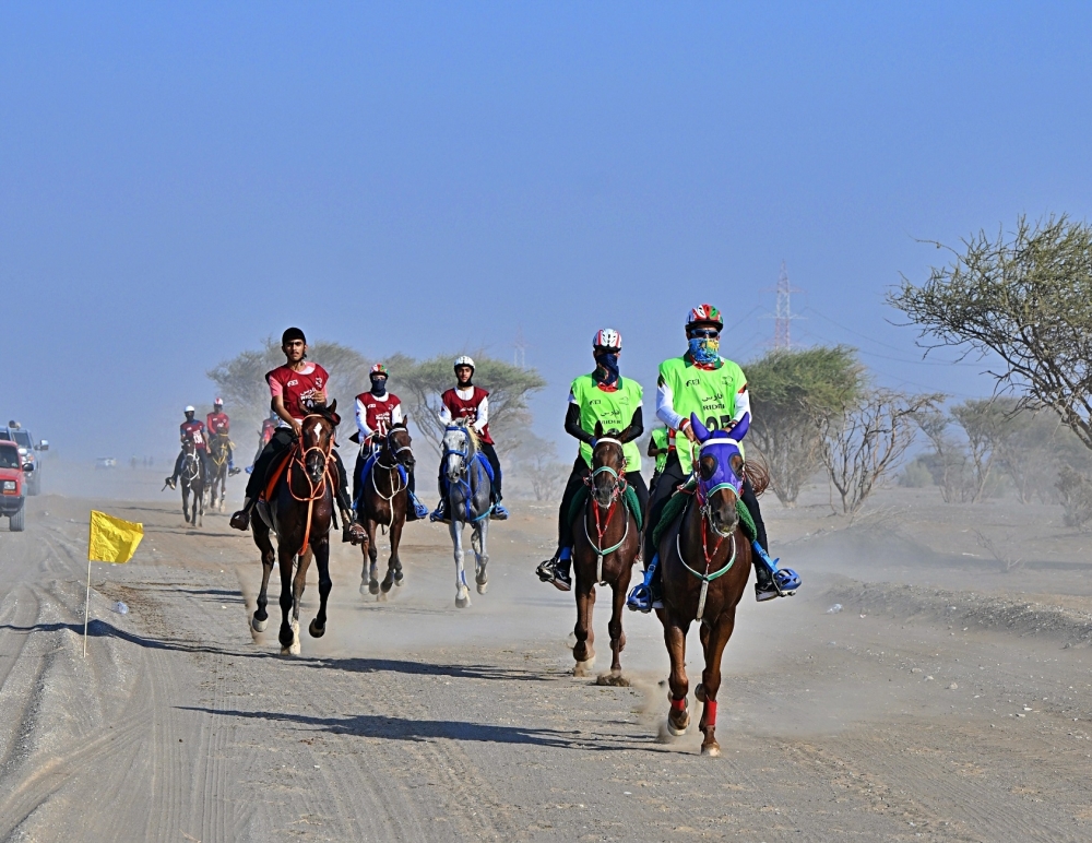 66 خيلًا تتأهل في مسابقات القدرة والتحمل