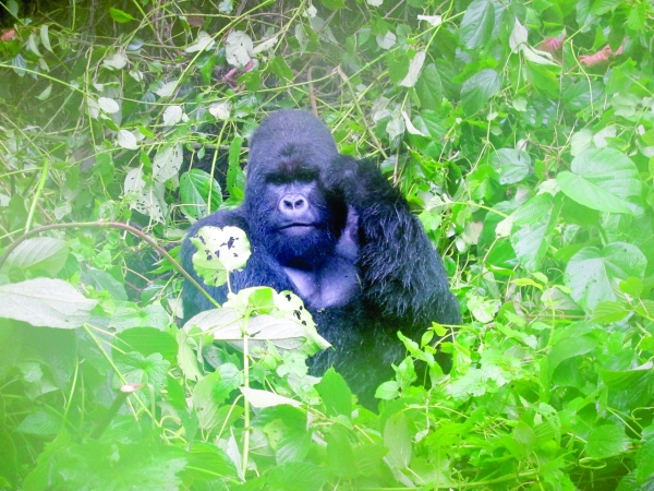 Wildlife populations plunge 69 per cent since 1970, reveals WWF