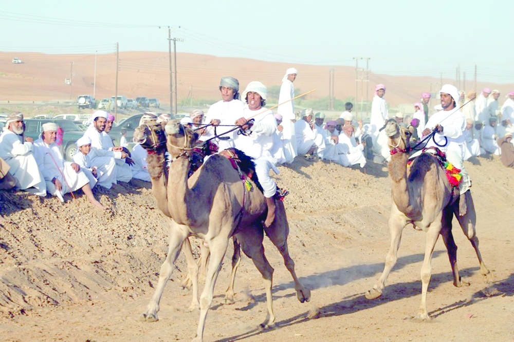 300 ناقة في ركض عرضة الهجن