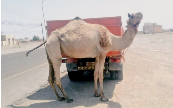 Stray camels cause 11 deaths in 2021: Report