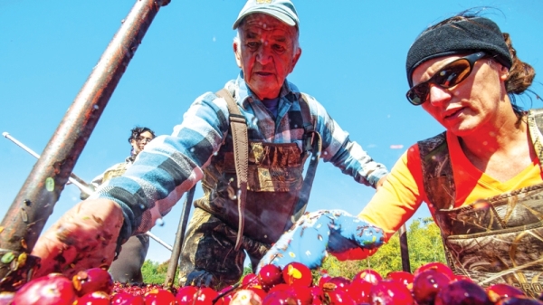 Cranberry farmers fight climate change to protect Thanksgiving staple