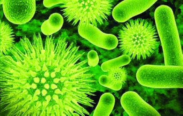 Bubonic Plague gene study shows why many people many died