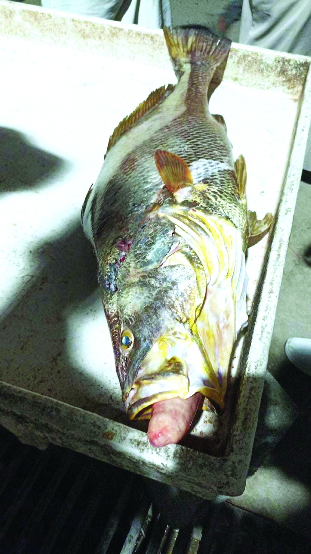 القيمة الاقتصادية العالية ترفع سوق سمكة «الصارف الذهبية» الموجودة قبالة سواحل الوسطى