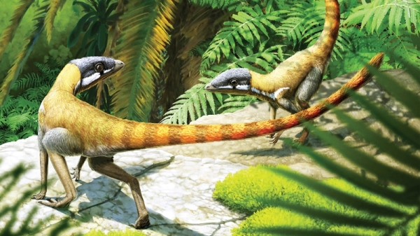 Fossils Reveal Pterosaur Relatives Before They Evolved Wings