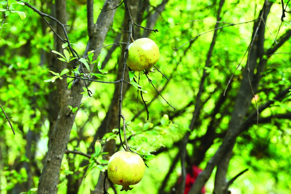 وادي بني حبيب .. سلة فاكهة على سفح الجبل الأخضر