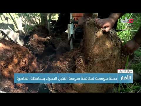 حملة موسعة لمكافحة سوسة النخيل الحمراء بمحافظة الظاهرة