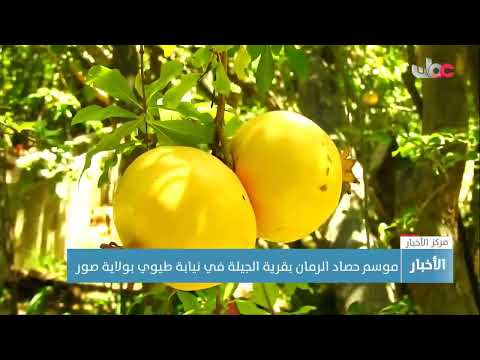 موسم حصاد الرمان بقرية الجيلة في نيابة طيوي بولاية صور