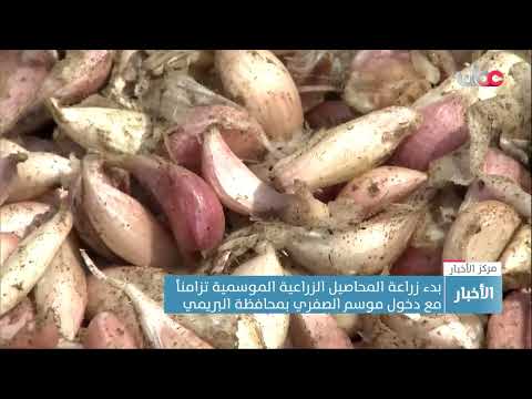 بدء زراعة المحاصيل الزراعية الموسمية تزامناً مع دخول موسم الصفري بمحافظة البريمي