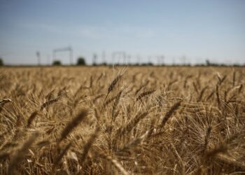 Six grain ships leave Ukraine ports after Russia rejoins grain deal