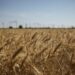 Six grain ships leave Ukraine ports after Russia rejoins grain deal