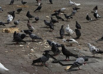 Shun feeding birds in public squares: Muscat Municipality