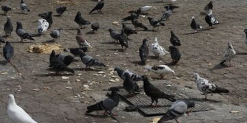 Shun feeding birds in public squares: Muscat Municipality