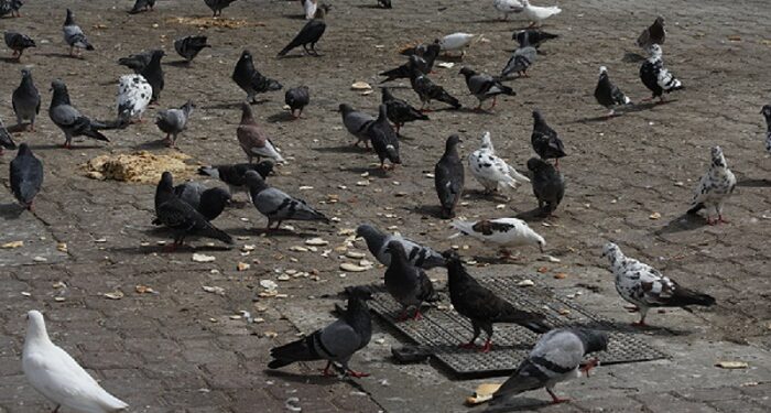 Shun feeding birds in public squares: Muscat Municipality 1 Shun feeding birds in public squares: Muscat Municipality
