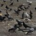 Shun feeding birds in public squares: Muscat Municipality